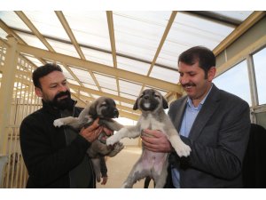 "Kangal köpeğini hak ettiği yere getireceğiz"