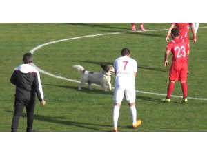 Sahaya giren köpek maçın durmasına neden oldu