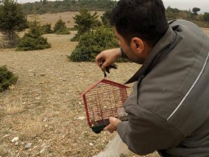 Saka kuşu avına ceza