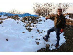 Kar altında kalan şeker pancarı çürümeye terk edildi