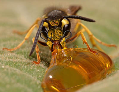 Arılar neden kayboluyor sorusu cevaplandı!!