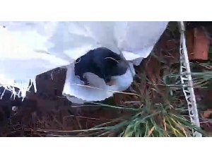 Vicdansızlar yedi yavru köpeği bir çuvala koyup attılar