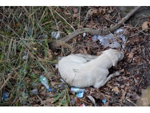 Dere içinde mahsur kalan köpeği itfaiye kurtardı