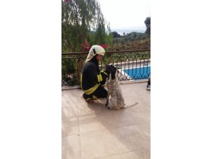 Balkon korkuluğa sıkışan köpeği itfaiye kurtardı