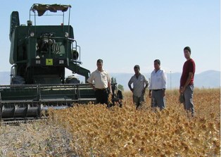 Ereğli’de aspir hasadı yapıldı