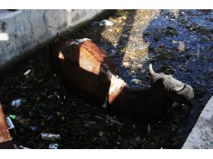 Hayvan pazarından kaçan dana sulama kanalına düştü