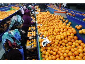 Rusya narenciyeyi geri gönderdi, üretici mağdur oldu