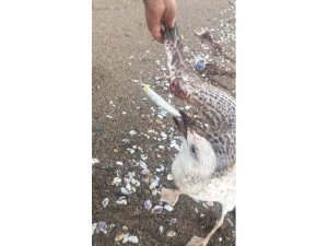 Balıkçı oltasına takılan martıyı çevreci gençler kurtardı
