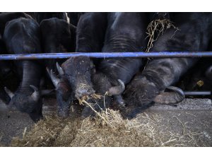 "Anadolu mandası"nı melezleyerek süt verimini ikiye katladılar