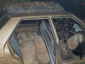 Çaldığı 7 koyunla otomobille giderken jandarmaya yakalandı