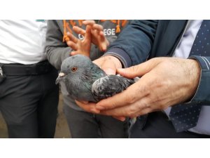 İpe dolanan güvercini itfaiye kurtardı