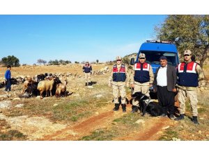 Kaybolan koyunları jandarma buldu