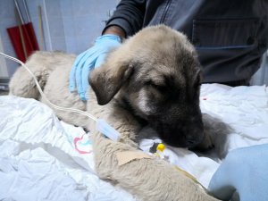 Yaralı köpeğin tedavisi için makam aracını tahsis etti