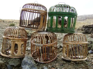 250 kınalı keklik doğaya bırakıldı