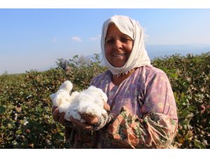 Pamukta millileşmek için elle hasada devam ediliyor