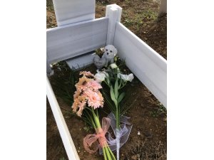 Köpeklerinin öldüğü otelin sahibine dava açtılar