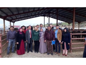 Genç çiftçilere 100 baş manda teslim edildi