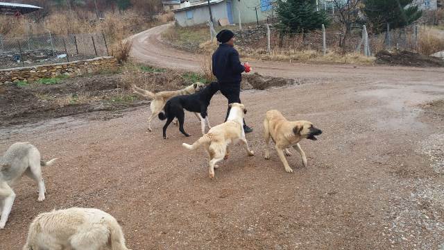 Yalıhüyük Belediyesi, yayladaki köpeklere yiyecek bıraktı