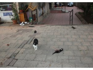 Anne kedi, köpeğin parçaladığı yavrularının başından ayrılmadı