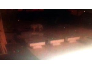 Köpekler, yavru kedileri parçaladı