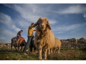 Sonbahar yağışları besicilerin yüzünü güldürdü