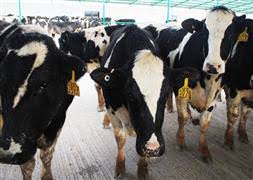 Çumra'da satılık holstein cinsi büyükbaş hayvan