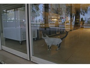 Mahsur kalan kediyi polisler kurtardı