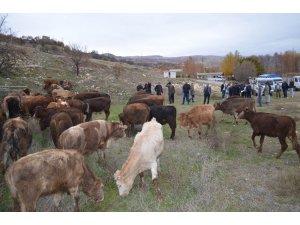 Çemişgezek’te genç çiftçilere 60 adet büyükbaş hayvan verildi
