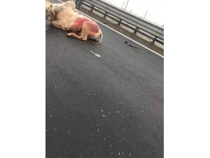 Tırdan düşen ineğe 2 otomobil çarptı
