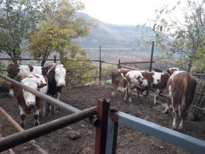 Çaldıkları parayla besihane kurdular