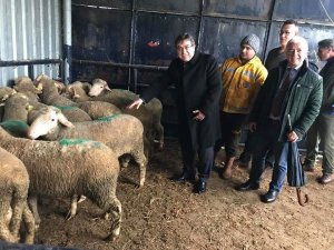 Biga’da 16 damızlık koç dağıtıldı