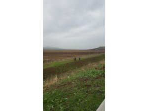 Kaçan dana otobanda ortalığı birbirine kattı