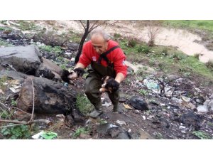 Mahsur kalan yavru köpekleri itfaiye ekipleri kurtardı