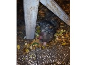 Isparta’da yürek parçalayan görüntü, gözleri oyulmuş halde bulundu