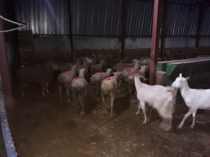 Jandarma koyun hırsızlarını yakaladı