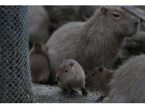 Bursa Hayvanat Bahçesi'nde yavru kapibara heyecanı