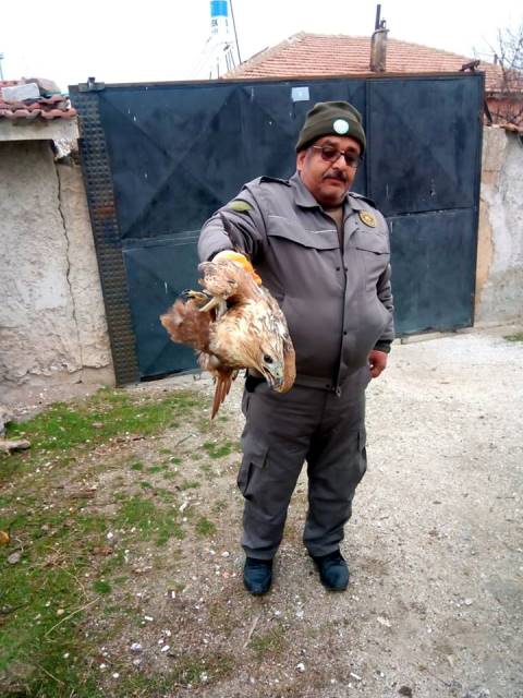 Evin bahçesine düşen şahine sahip çıktılar