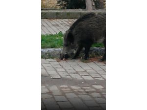 Aç kalan domuzlar ünlü tatil merkezinde sokaklara indi