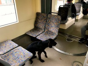 Eskişehir'de tramvaya binen sokak köpeği ilgi odağı oldu