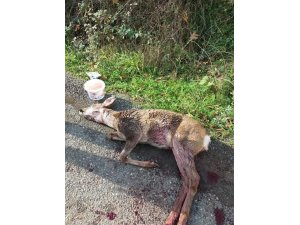Köpeklerin saldırısına uğrayan ceylan telef oldu