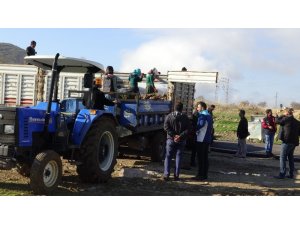 Gercüş’te 135 bin fıstık fidanı dağıtılacak