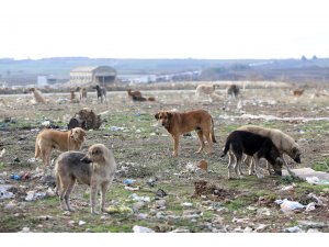 Hayvanseverler sokak hayvanlarını aç bırakmadı