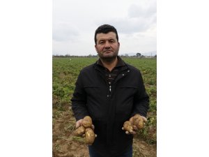Organik patatesle başarı hikayesi yazdı