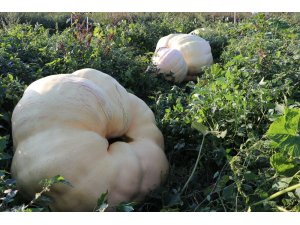 Düzce’de geçen yıl 7 bin 561 ton Bal kabağı üretildi