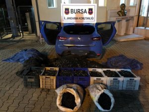 1 ton zeytin çalan hırsızlar yakalandı