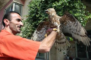Yaralı şahine balıkçı bakıyor