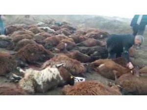 Iğdır’da 150 koyun telef oldu