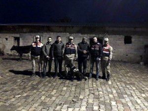 Jandarma ekipleri kayıp danaları buldu