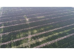 Ispanaklar maliyetten tarlada kaldı