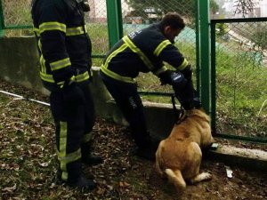 Mahsur kalan kedi ve köpeğin imdadına itfaiye ekipleri yetişti